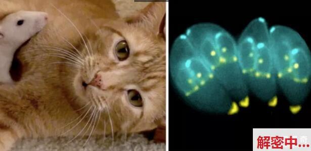 会员视频网颜色内容祸池鱼最新力作 黑白短袖成年人的见面安排长发女大 高挑美女积极节奏感姿势好氛围感拉满啊