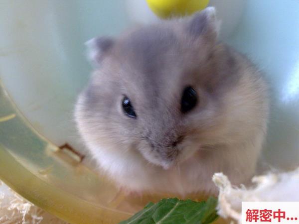 Changdi酸涩三角线 25 抖音风PMV混剪 忍受挑战 酸涩三角线酸涩三角线极致刺激